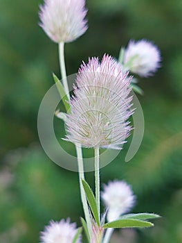 Trifolium arvense