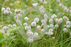 Trifolium arvense background