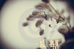 Trifolium arvense. Bouquet of wild fluffy flowers in vase, reflection mirror, vintage toned photo. Selective focus