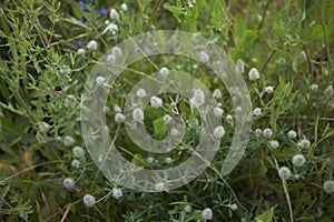 Trifolium arvense close up