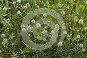 Trifolium arvense close up