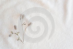 Trifolium arvense. Close up of wild fluffy flowers on Soft cozy plaid made of white fabric , retro style
