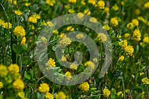 Trifolium campestre or hop trefoil flower, close up. Yellow or golden clover with green leaves. Wild or field clover is herbaceous