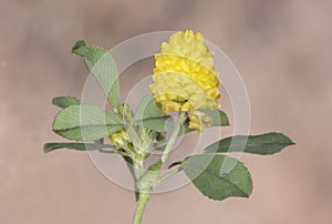 Trifolium campestre low hop clover creeping plant with beautiful yellow flowers with paper-like petals on greenish brown