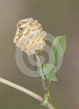 Trifolium campestre low hop clover creeping plant with beautiful yellow flowers with paper-like petals on greenish brown