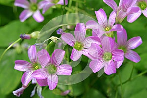 Trifolium, clover flower photo