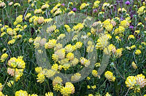 Trifolium cyathiferum with yellow flowers