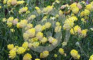 Trifolium cyathiferum with yellow flowers