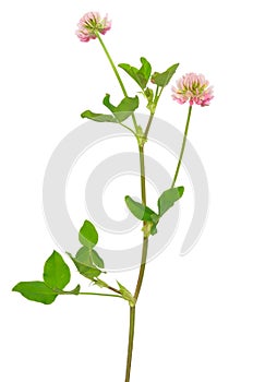Trifolium hybridum flowers