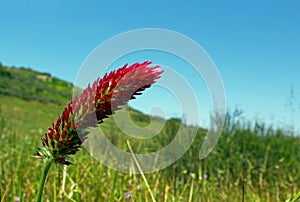 Crimson clover or Italian clover photo