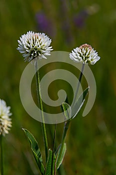 Trifolium montanum, mountain clover meadow in summer. Collecting medicinal herbs for non-traditional medicine. Soft focus photo