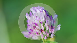 Trifolium pratense. Fresh purple blooming clover flowers growing outside in country spring or summer meadow or field