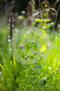 Trifolium pratense - pink clover flowers of a meadow flower growing in a summer meadow in the background of a beautiful soft bokeh photo