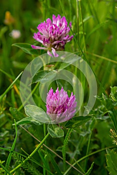 Trifolium pratense, red clover. Collect valuable flowers fn the meadow in the summer. Medicinal and honey-bearing plant, fodder
