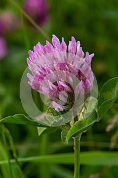 Trifolium pratense, red clover. Collect valuable flowers fn the meadow in the summer. Medicinal and honey-bearing plant, fodder