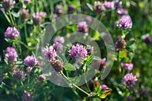 Trifolium pratense, red clover flower closeup selective focus