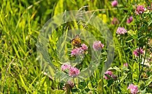 Trifolium pratense - red clover with High Brown Fritillary butterfly - Argynnis adippe