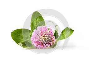 Trifolium pratense or Red clover isolated on white background.