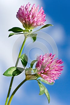 Trifolium pratense - red clover pink flower