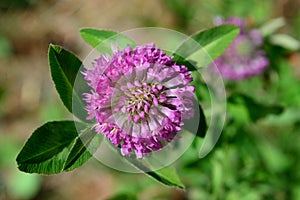 Trifolium pratense red cloverr Top View