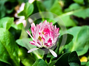 Trifolium pratense, Red clower flower