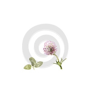 Trifolium pratense. Watercolor illustration of clover flower on white