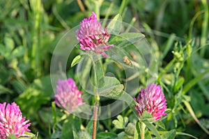 Trifolium pratense. Yellow ladybugs on the flowers of red clover