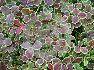 Trifolium repens photo