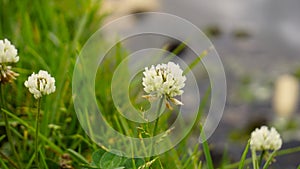 Trifolium repens also known as White Dutch clover, Ladino clover, White trefoil, Ladino photo