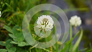 Trifolium repens also known as White Dutch clover, Ladino clover, White trefoil, Ladino photo