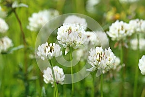 Trifolium repens. The blossoming plant close up photo