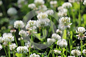 Trifolium repens. Clover flowers close-up