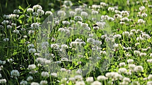 Trifolium repens. Clover flowers close-up