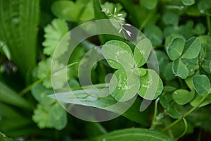 Trifolium repens, five leaf in grass