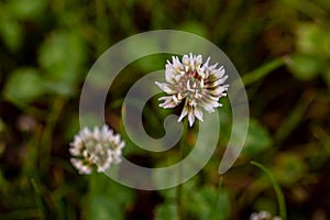 Trifolium repens flower in meadow, close up