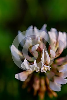 Trifolium repens flower in meadow