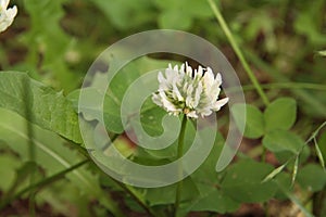 Trifolium repens, Koniczyna biaÅ‚a, white clover