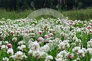 Trifolium repens and Trifolium pratense. A lawn densely overgrown with clover. grass shearing lawn mowers
