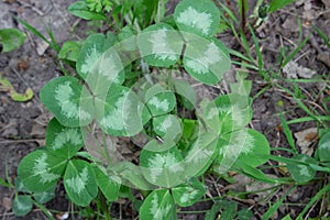 Trifolium repens, the white clover also known as Dutch clover, Ladino clover, or Ladino, Dutch photo