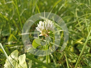 Trifolium repens, theÂ white clover (also known asÂ Dutch clover,Â Ladino clover, orÂ Ladino) photo