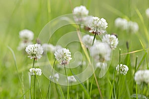 Trifolium repens, the white clover also known as Dutch clover, Ladino clover, or Ladino, is a herbaceous perennial plant in the photo