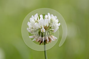 Trifolium repens, the white clover also known as Dutch clover, Ladino clover, or Ladino, is a herbaceous perennial plant in the photo