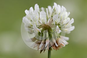 Trifolium repens, the white clover also known as Dutch clover, Ladino clover, or Ladino, is a herbaceous perennial plant in the photo