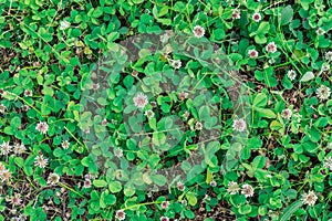 Trifolium repens white clover on the background of green grass. Summer time