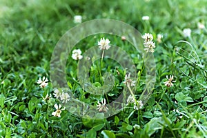 Trifolium repens, white clover , Dutch clover, Ladino clover, or Ladino dry and wilted flowers in a clearing, diseased or withered photo