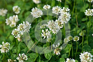 Trifolium repens, white clover flowers closeup selective focus photo