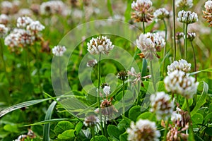 Trifolium repens, white clover herbaceous perennial plant photo