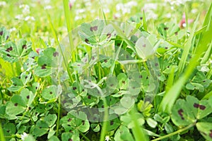 Trifolium repens, white clover, is a herbaceous perennial plant in bean family Fabaceae, Leguminosae. A forage crop in