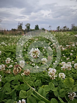 Trifolium repens the white clover is a herbaceous perennial plant. photo