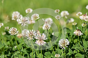 Trifolium repens white dutch ladino clover wild flowering plant, white meadow flowers in bloom